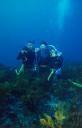 gal/Scuba_Diving/south_maroubra_sharks/_thb_AJ Russ Greta.jpg